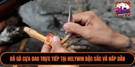 Đá gà cựa dao trực tiếp