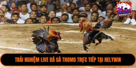 Live đá gà Thomo